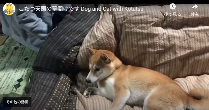 一瞬で、コタツが出てきた!? (⦿_⦿)...。 | いぬのどうが